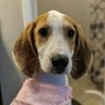 David Scalzi's profile picture