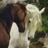 خواطر متقلبه profil fotoğrafı