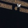 𝓜𝓸𝓱𝓪𝓶𝓶𝓮𝓭 𝓐.𝓐 profil fotoğrafı