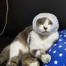 ヨネ 的头像