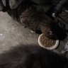 いたずら猫野郎's profile picture