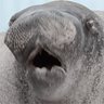 starcader's profile picture