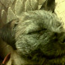 debbie curley's profile picture