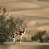 Фото профиля عبدالعزيز بن عبدالله