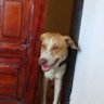 mdebrito's profile picture