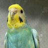 あゆむ's profile picture