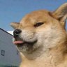 Profilbild von Simmons