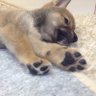 柴犬の肉球's profile picture