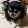Profilbild von 熾流