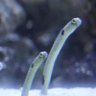 Фото профиля チンアナゴです