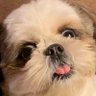 パンダさん's profile picture