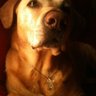 acquallagola's profile picture