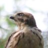 Scruffy Hawk profil fotoğrafı