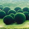 Фото профиля まりも