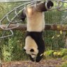 sceptical_panda profil fotoğrafı