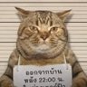 dragonroo's profile picture