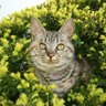 サンラク(オスカル) profil fotoğrafı