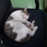 ポン's profile picture