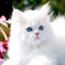 Frankie1205 profil fotoğrafı
