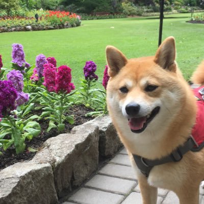 shiba3mi3's profile picture