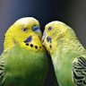 Bird_Talkey 的头像