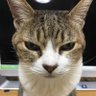 蓮寿々's profile picture