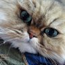 Cats-R-Us's profile picture