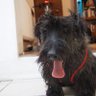 FraserDog profil fotoğrafı