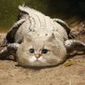 Фото профиля peengow