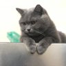 sleepingcat 的头像