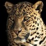 Jyssuss guzzmann's profile picture