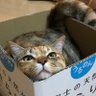 ユーミン 的头像