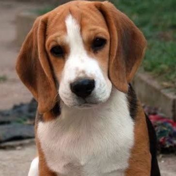 beagle_lover's profile picture
