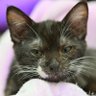 Фото профиля カメラ子猫