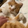 猫吸う 的头像