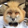 うぶらう(仮名) profil fotoğrafı