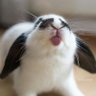 Fikskanin's profile picture