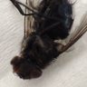 KingRance1996 的头像