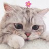 Mahiekay profil fotoğrafı