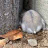 たのむら profil fotoğrafı