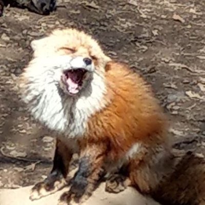 🐻熊狐🦊's profile picture