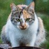 BigML's profile picture