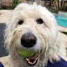 George's profile picture