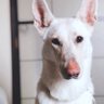 DAN🦮🐕🦺 的头像