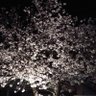 Фото профиля Gururunrun47