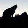 Serge ROSSI profil fotoğrafı