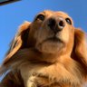 アナグマʕ•͡ω•ʔ profil fotoğrafı