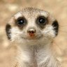 Profilbild von Misuri ❤️🦝😻🐾