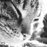 Profilbild von Dawn