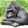 Stéph CAP2 🦍🐙🐖🐘🐳🐊🦉 的头像